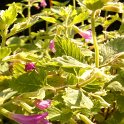 Calamintha rosea